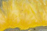 Polished Bumblebee Jasper Slab - Indonesia #338307-1